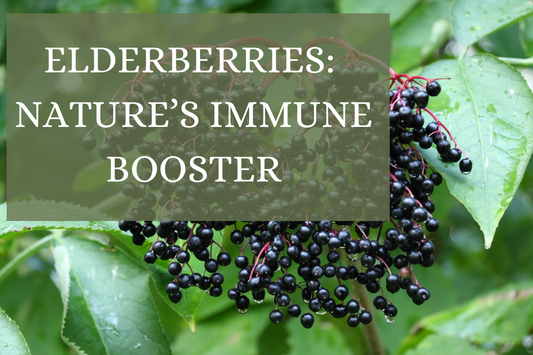 elderberries nature's immune booster