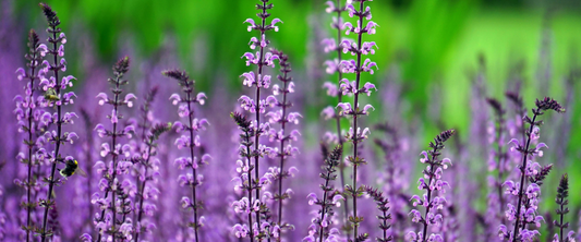 Wholesome Skincare: The Natural Power of Tallow Balm