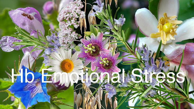 Homeobotanicals Consultations