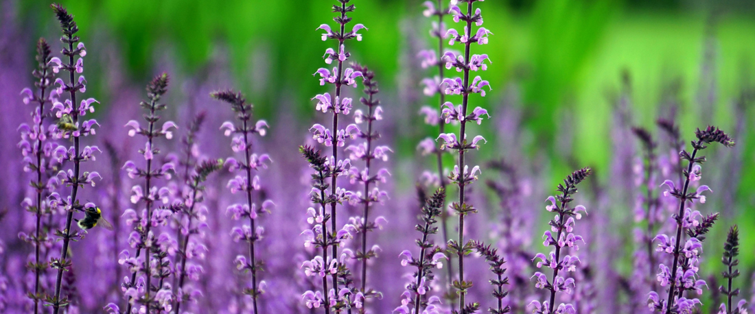 Wholesome Skincare: The Natural Power of Tallow Balm